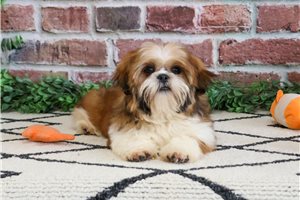 Stitch - Shih Tzu for sale