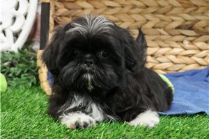 Ian - puppy for sale