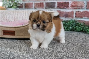 Valerie - Shih Tzu for sale