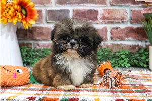 Mortimer - Shih Tzu for sale