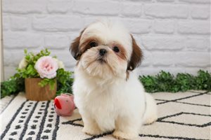 Kylie - Shih Tzu for sale