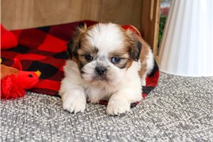 Owen - Shih Tzu for sale