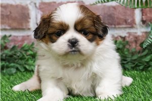 Baron - Shih Tzu for sale