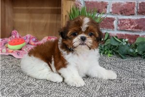 Odessa - Shih Tzu for sale