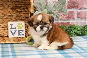 Kingston - puppy for sale