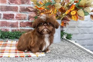 Hopper - Shih Tzu for sale