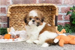 Dante - puppy for sale