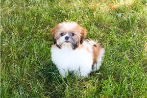Katherine - puppy for sale