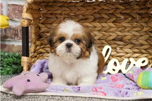 Darcie - puppy for sale