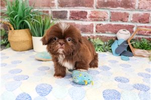 Hopper - Shih Tzu for sale