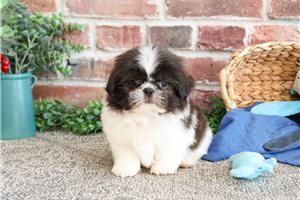 Bean - Shih Tzu for sale