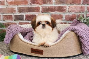 Daffy - Shih Tzu for sale