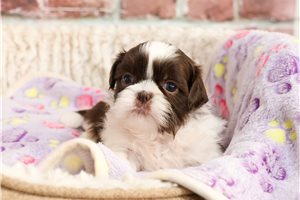 Basille - puppy for sale