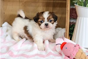 Orchid - puppy for sale