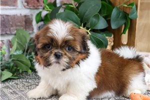 Ollie - puppy for sale