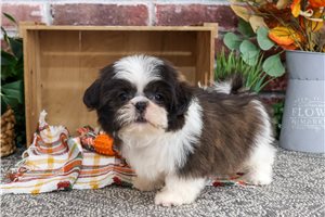 Zachariah - Shih Tzu for sale