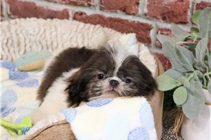Bean - Shih Tzu for sale