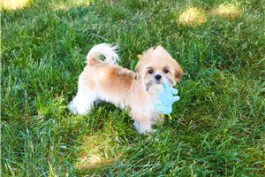 Timon - Shih Tzu for sale