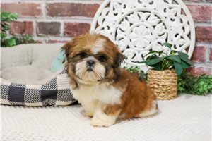 Stitch - Shih Tzu for sale