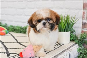 Katherine - Shih Tzu for sale