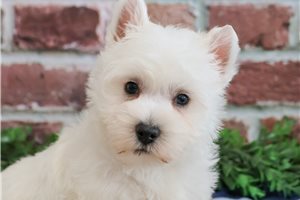 Steve - West Highland White Terrier - Westie for sale