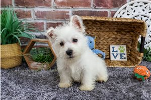 Remington - West Highland White Terrier - Westie for sale