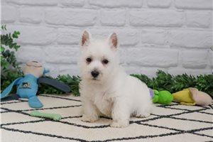 Drax - West Highland White Terrier - Westie for sale