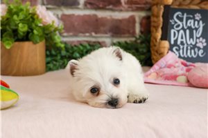 Nova - West Highland White Terrier - Westie for sale