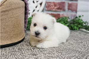 Kiara - puppy for sale