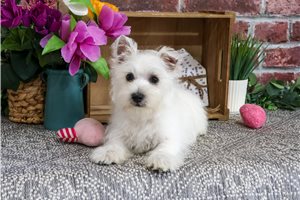 Pistol - West Highland White Terrier - Westie for sale