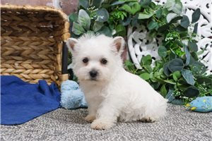 Andrew - West Highland White Terrier - Westie for sale