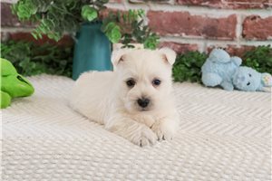 Drax - West Highland White Terrier - Westie for sale
