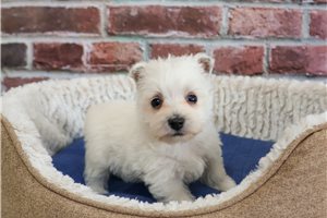 Jax - West Highland White Terrier - Westie for sale
