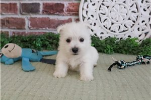 Remington - West Highland White Terrier - Westie for sale