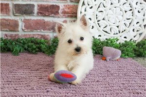 Aria - West Highland White Terrier - Westie for sale