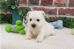 Groot - West Highland White Terrier - Westie for sale