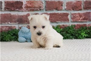 Rocket - West Highland White Terrier - Westie for sale
