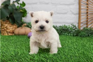 Adeline - puppy for sale