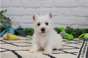 Groot - West Highland White Terrier - Westie for sale
