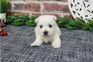 Kaleb - West Highland White Terrier - Westie for sale