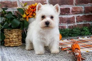 Pumpernickel - West Highland White Terrier - Westie for sale
