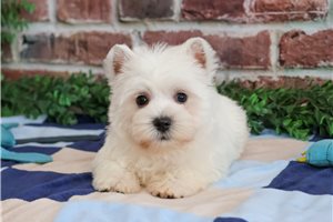 Stephen - West Highland White Terrier - Westie for sale