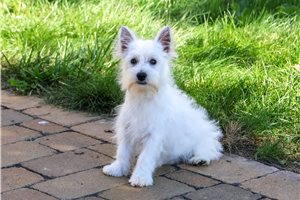 Aria - Westie for sale