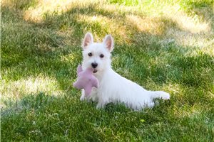 Nevaeh - West Highland White Terrier - Westie for sale
