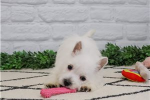 Kaylee - West Highland White Terrier - Westie for sale