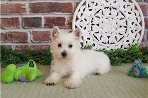 Jax - West Highland White Terrier - Westie for sale