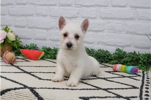Nevaeh - West Highland White Terrier - Westie for sale