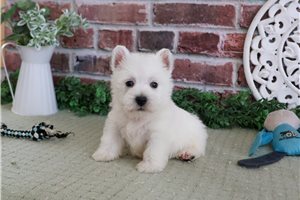 Winchester - West Highland White Terrier - Westie for sale