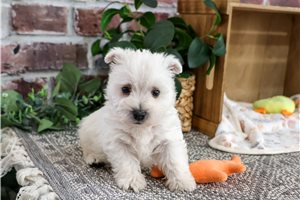 Palmer - West Highland White Terrier - Westie for sale