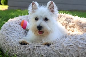 Nova - West Highland White Terrier - Westie for sale